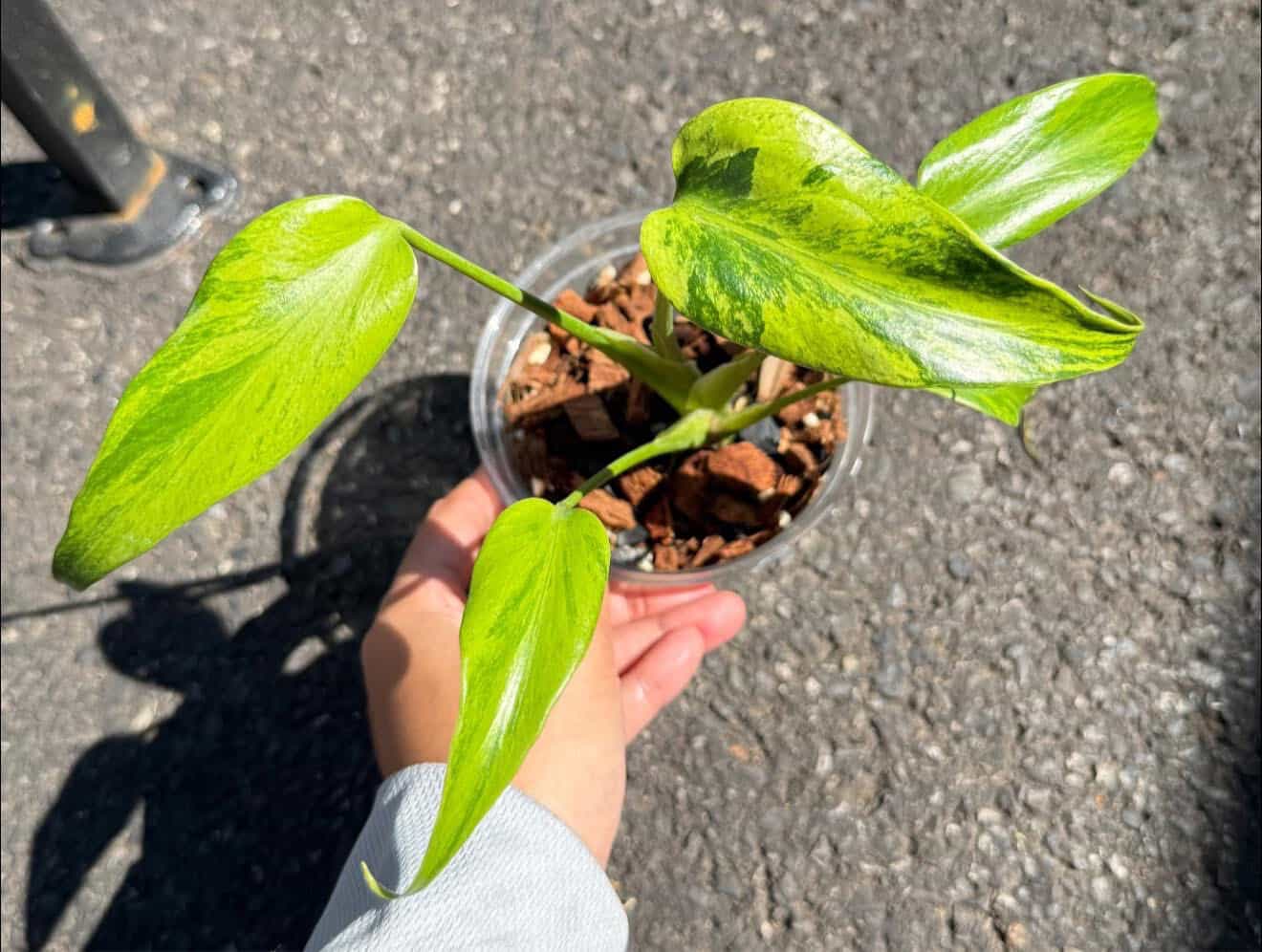 Monstera Burle Marx Flame Variegated