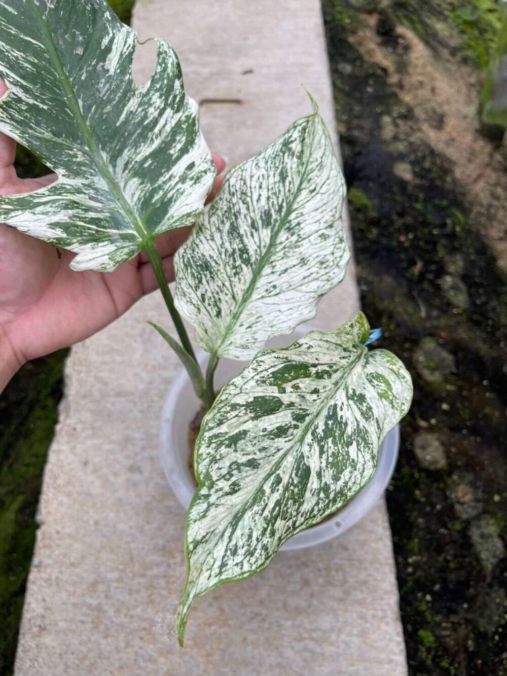 Monstera Devil Monster Rare | Actual plant - Image 6