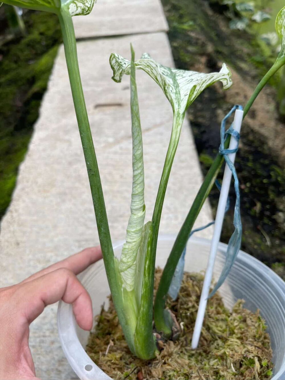 Monstera Devil Monster Rare | Actual plant - Image 7