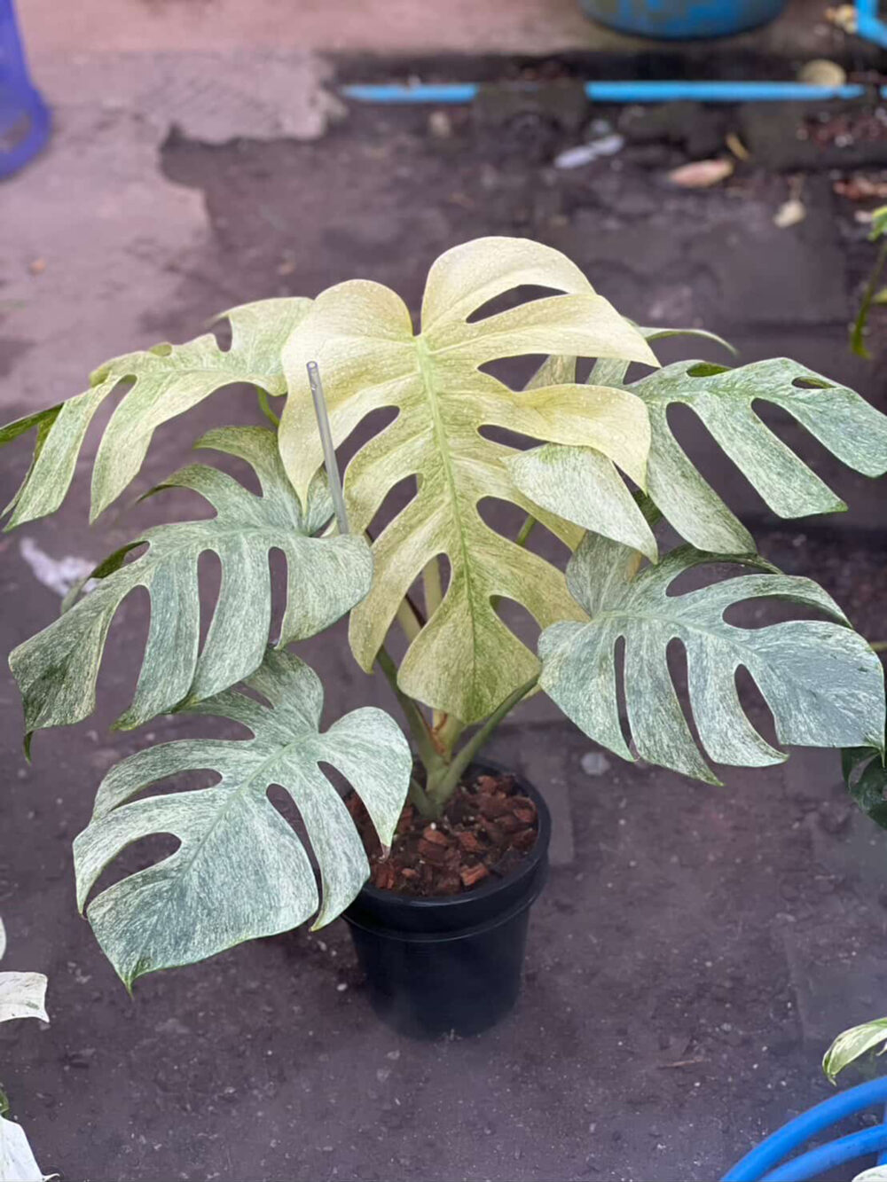 Monstera Deliciosa Full Mint Variegated - Rare Actual Pics - Image 2