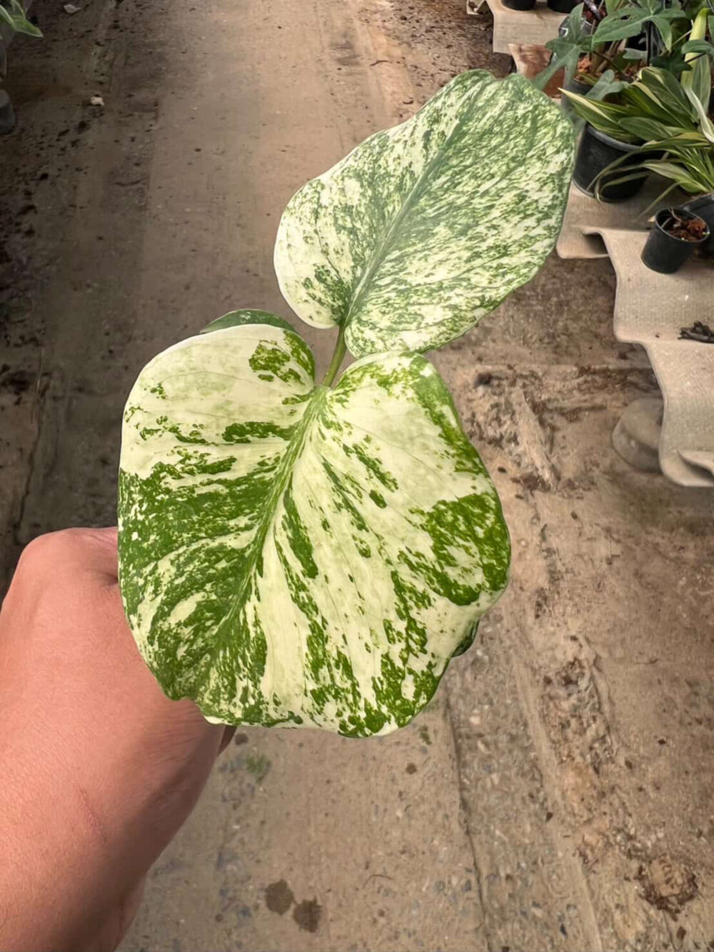 Monstera Mint Deliciosa Borsigiana Variegata | Monstera Mint - Image 7