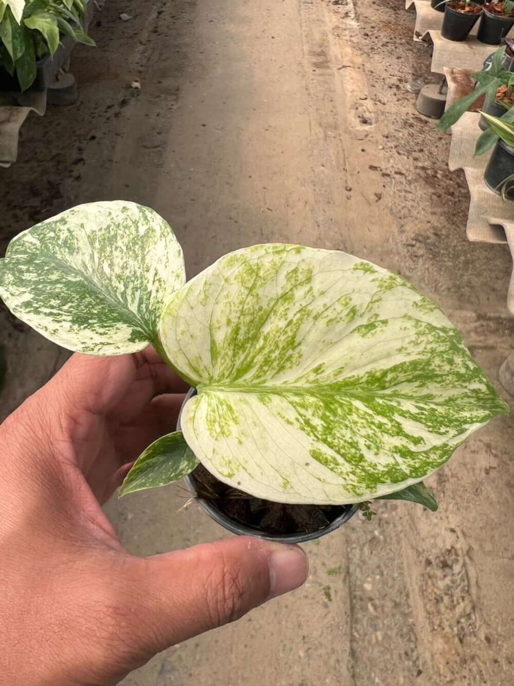 Monstera Mint Deliciosa Borsigiana Variegata | Monstera Mint - Image 8