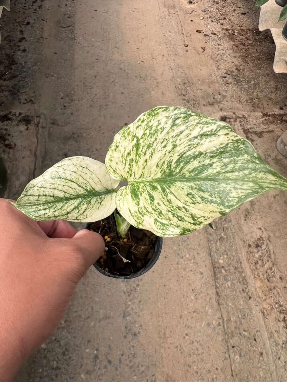 Monstera Mint Deliciosa Borsigiana Variegata | Monstera Mint - Image 9