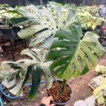 Monstera Deliciosa Vietciosa Variegated