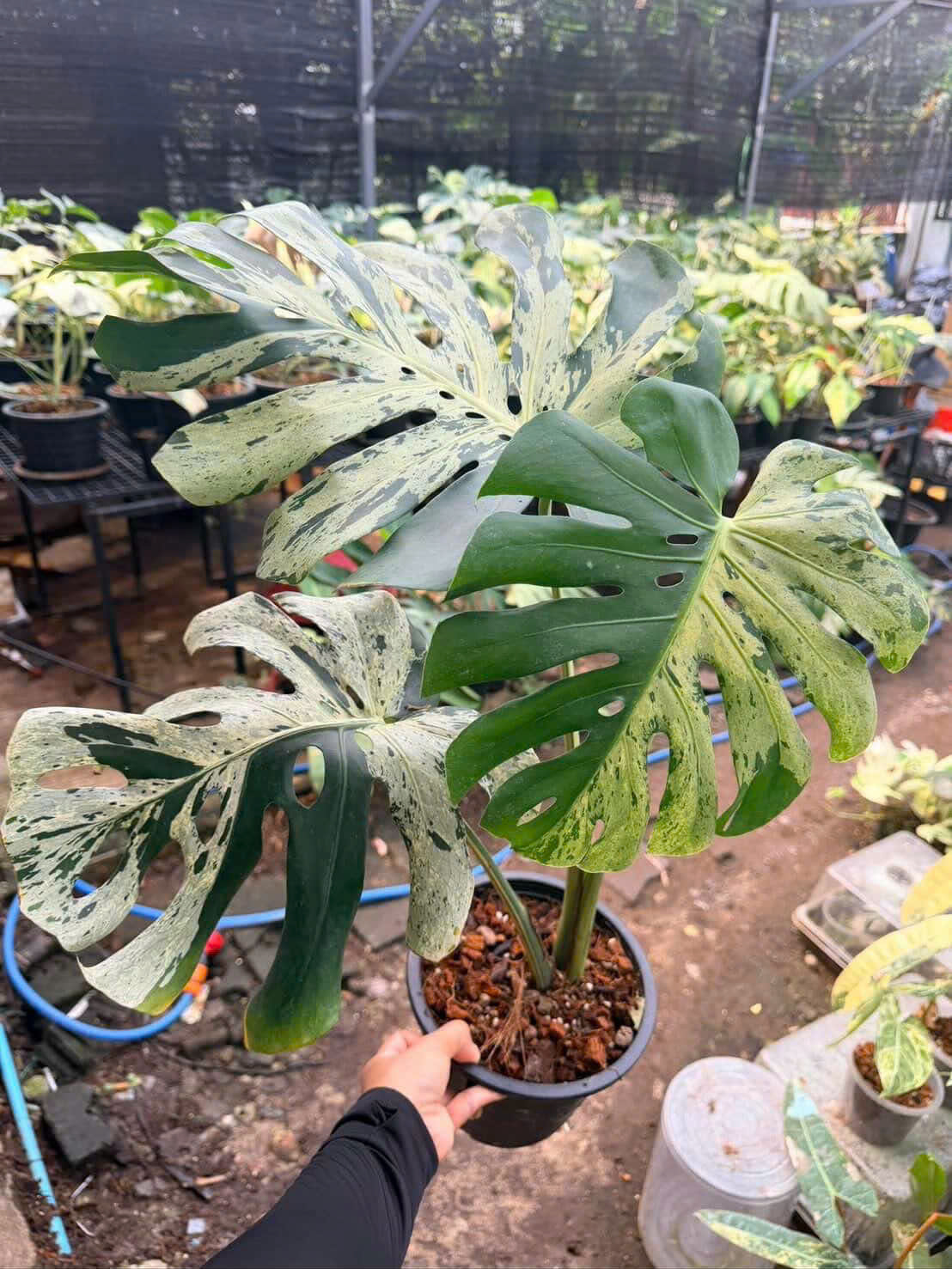 Monstera Deliciosa Vietciosa Variegated