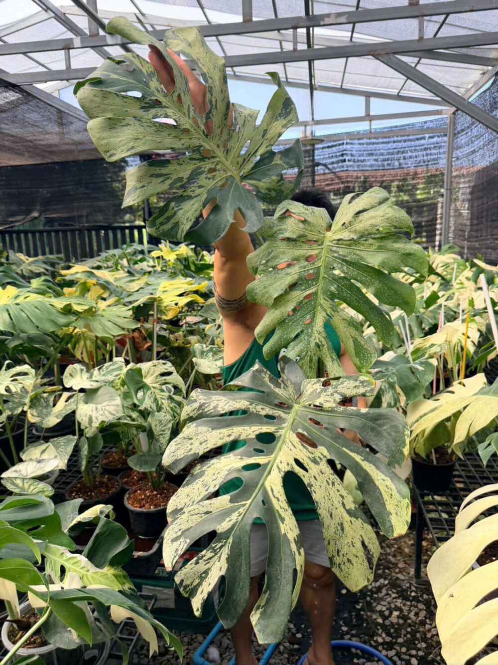 Monstera Deliciosa "Vietciosa" Variegated - Image 3