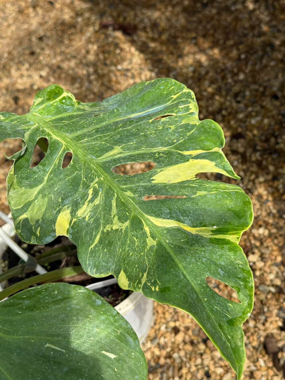 Monstera Thunderbolt, Rare Plant 6" pot - Image 4