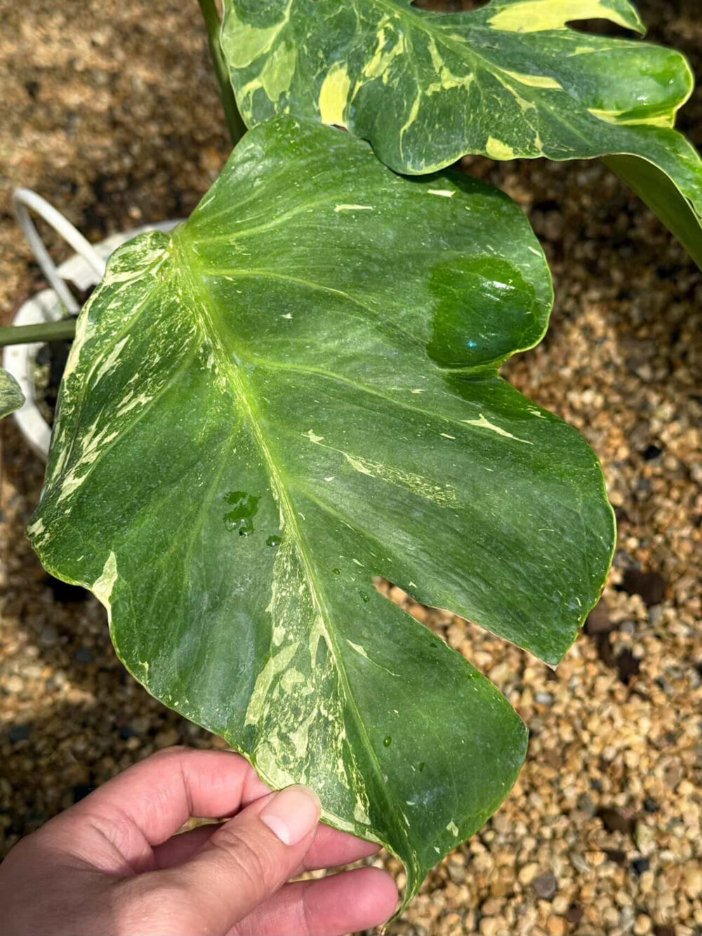 Monstera Thunderbolt, Rare Plant 6" pot - Image 3