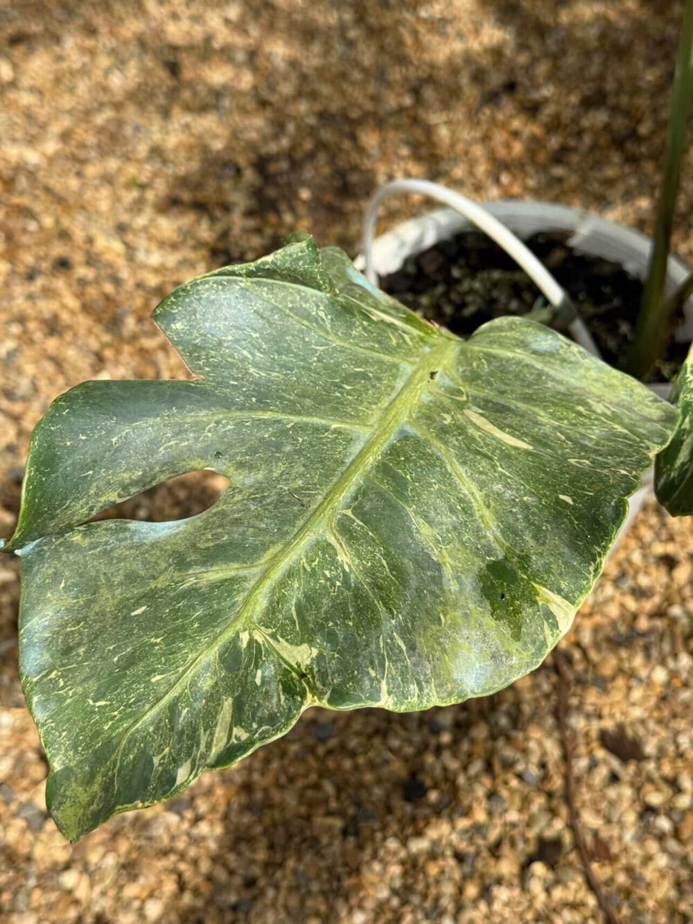 Monstera Thunderbolt, Rare Plant 6" pot - Image 2