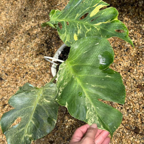 Monstera Thunderbolt