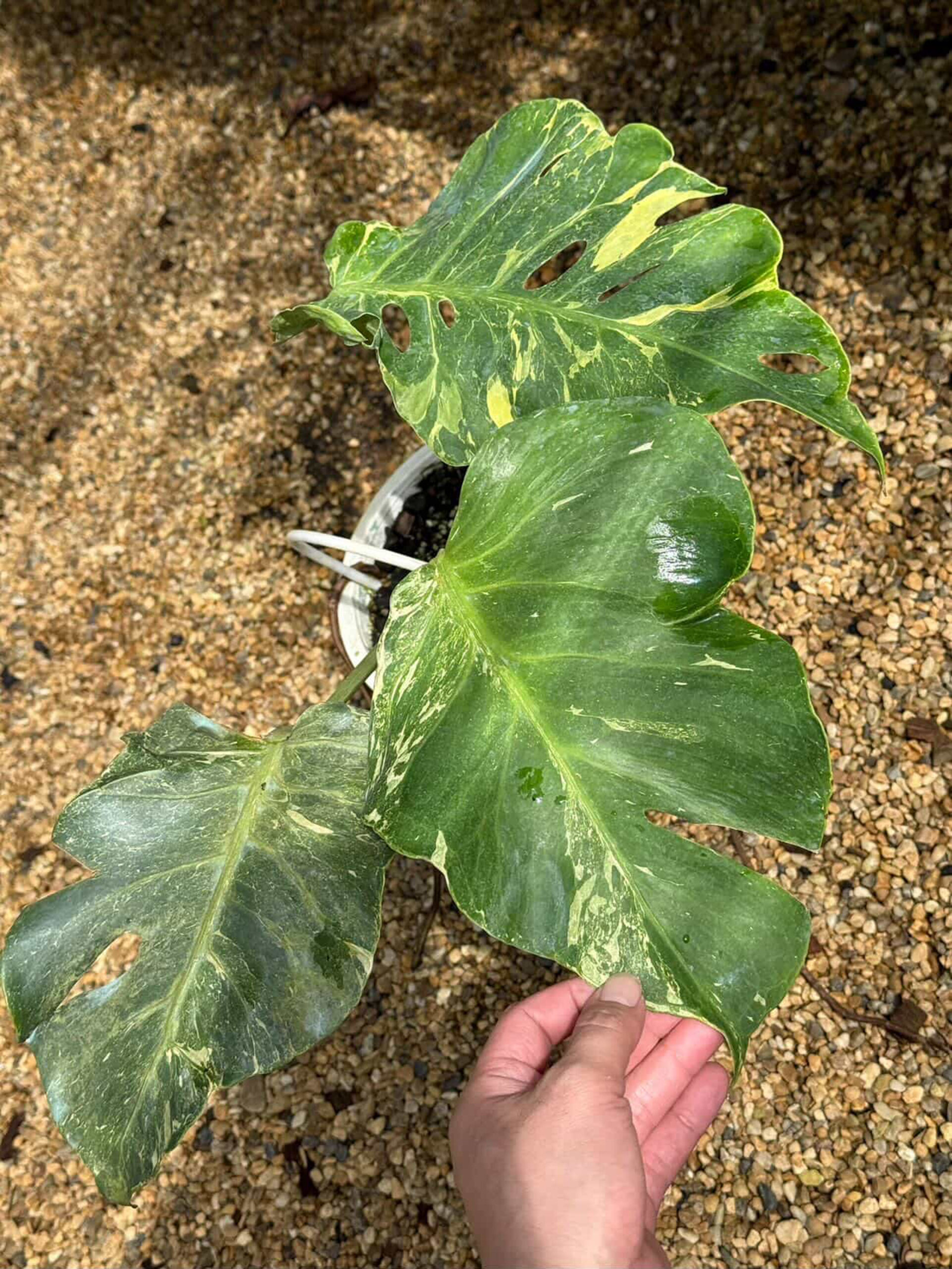 Monstera Thunderbolt