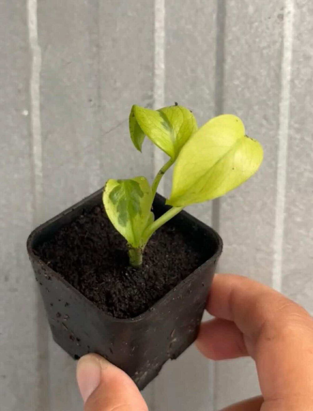 Monstera Deliciosa Yellow Lava - Super Rare - Image 2