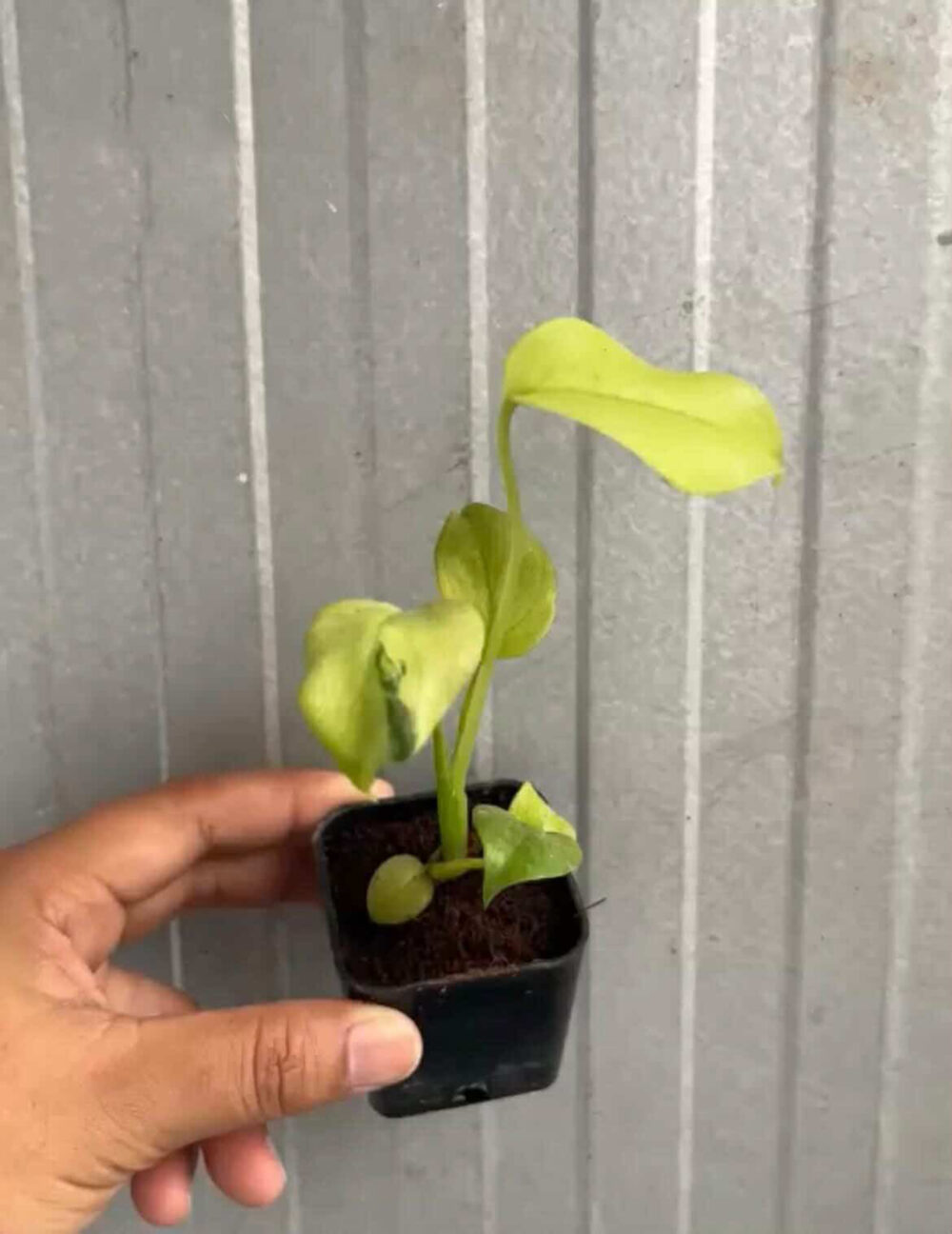 Monstera Deliciosa Yellow Lava - Super Rare - Image 3