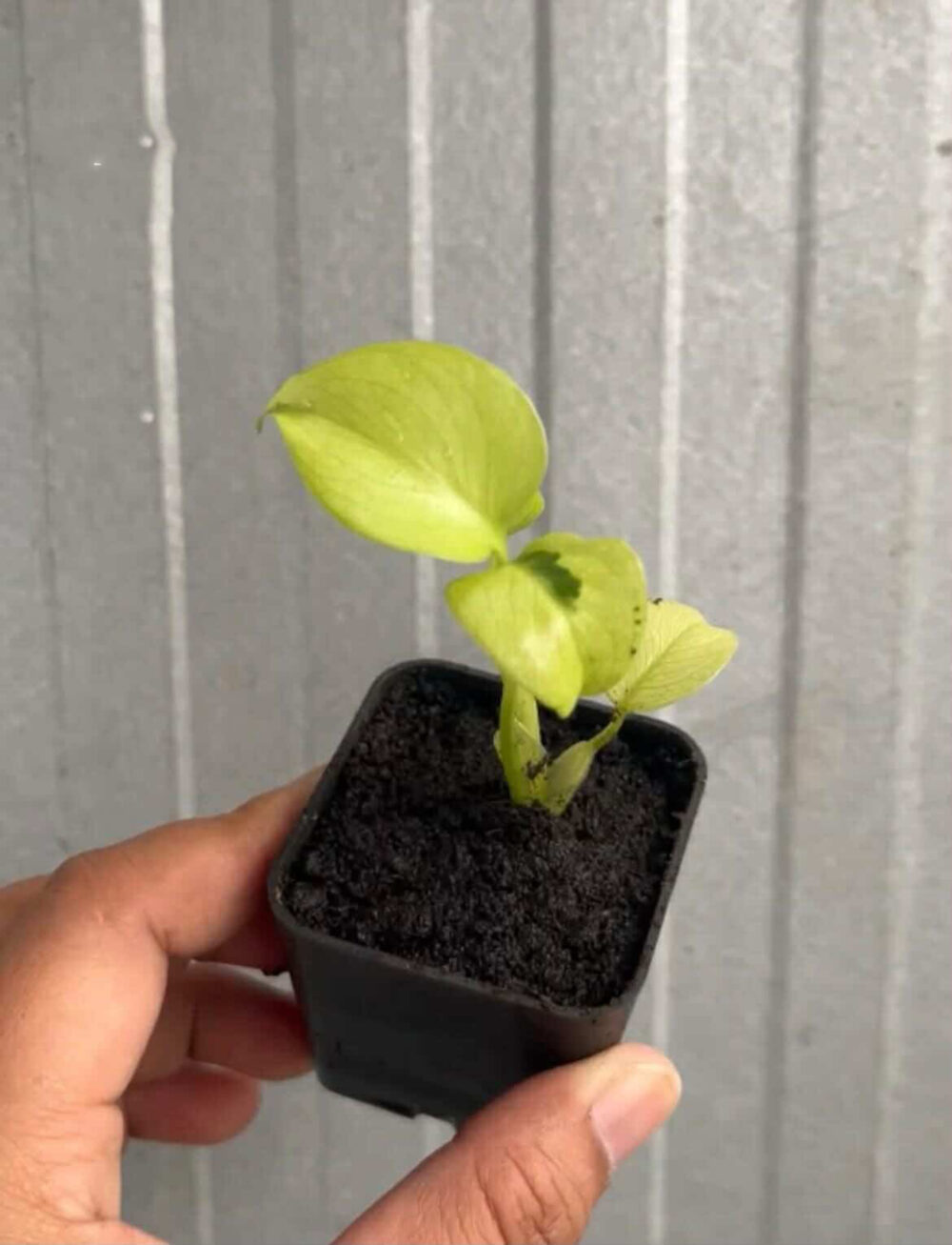 Monstera Deliciosa Yellow Lava - Super Rare - Image 4