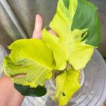 Monstera Yellow Lava
