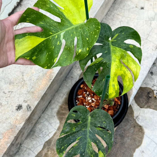 Monstera deliciosa Thong Kee Ma