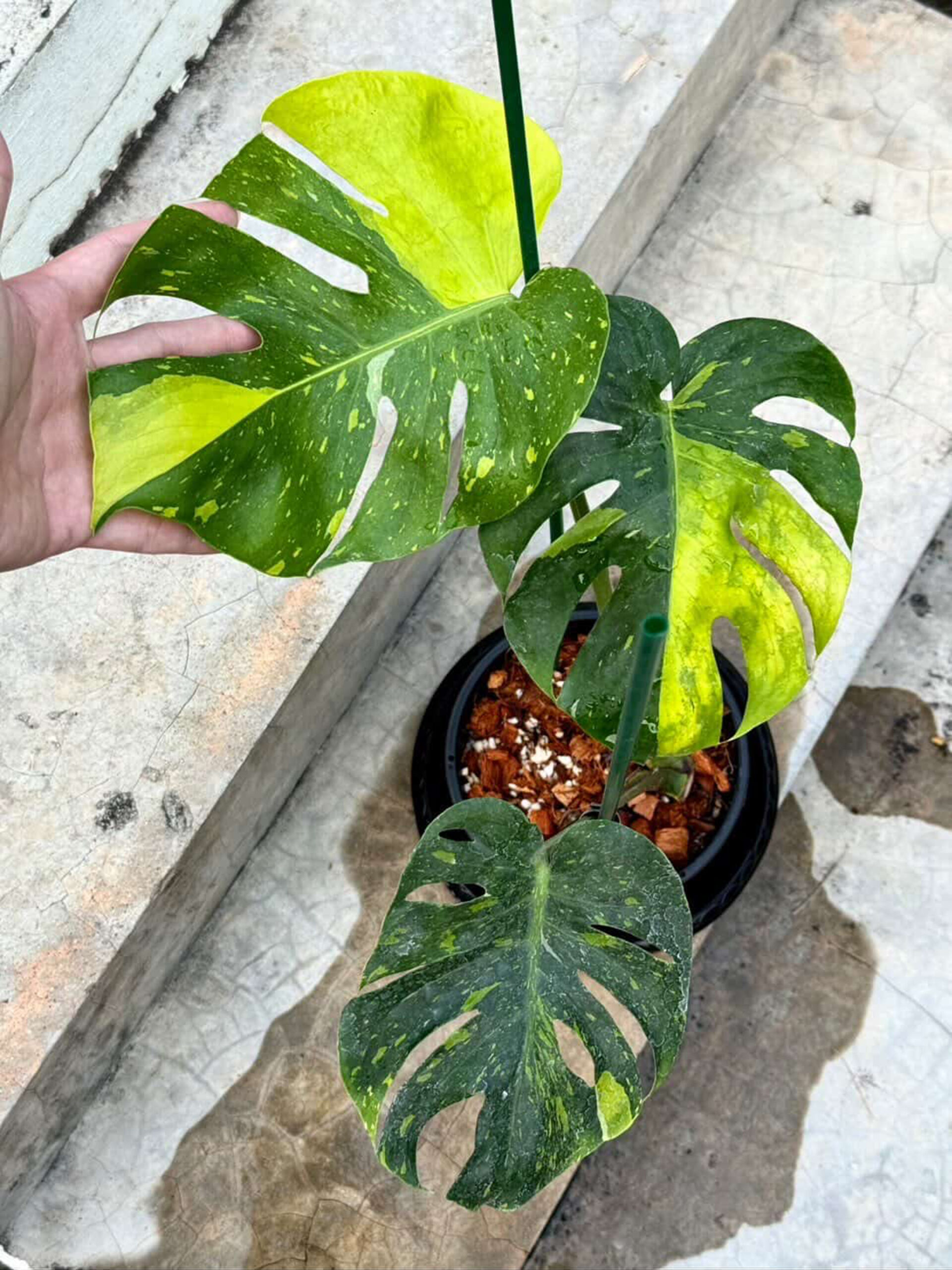 Monstera deliciosa Thong Kee Ma