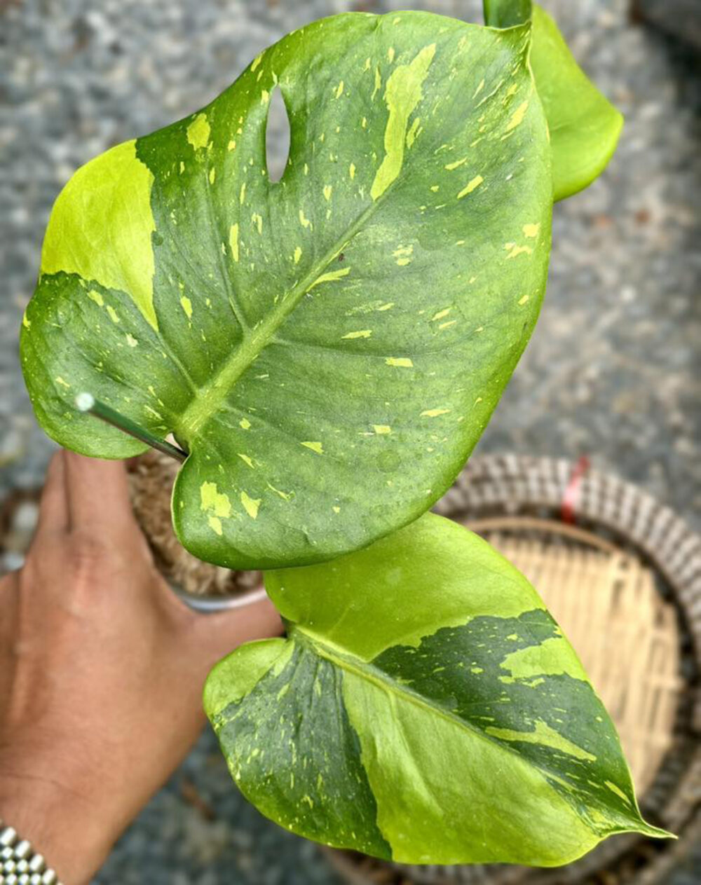 Monstera deliciosa “Thong Kee Ma”, Rare Plant 6" pot - Image 2