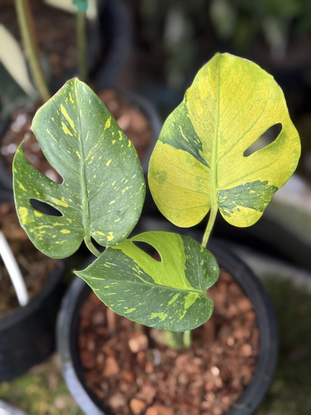 Monstera deliciosa “Thong Kee Ma”, Rare Plant 6" pot - Image 3