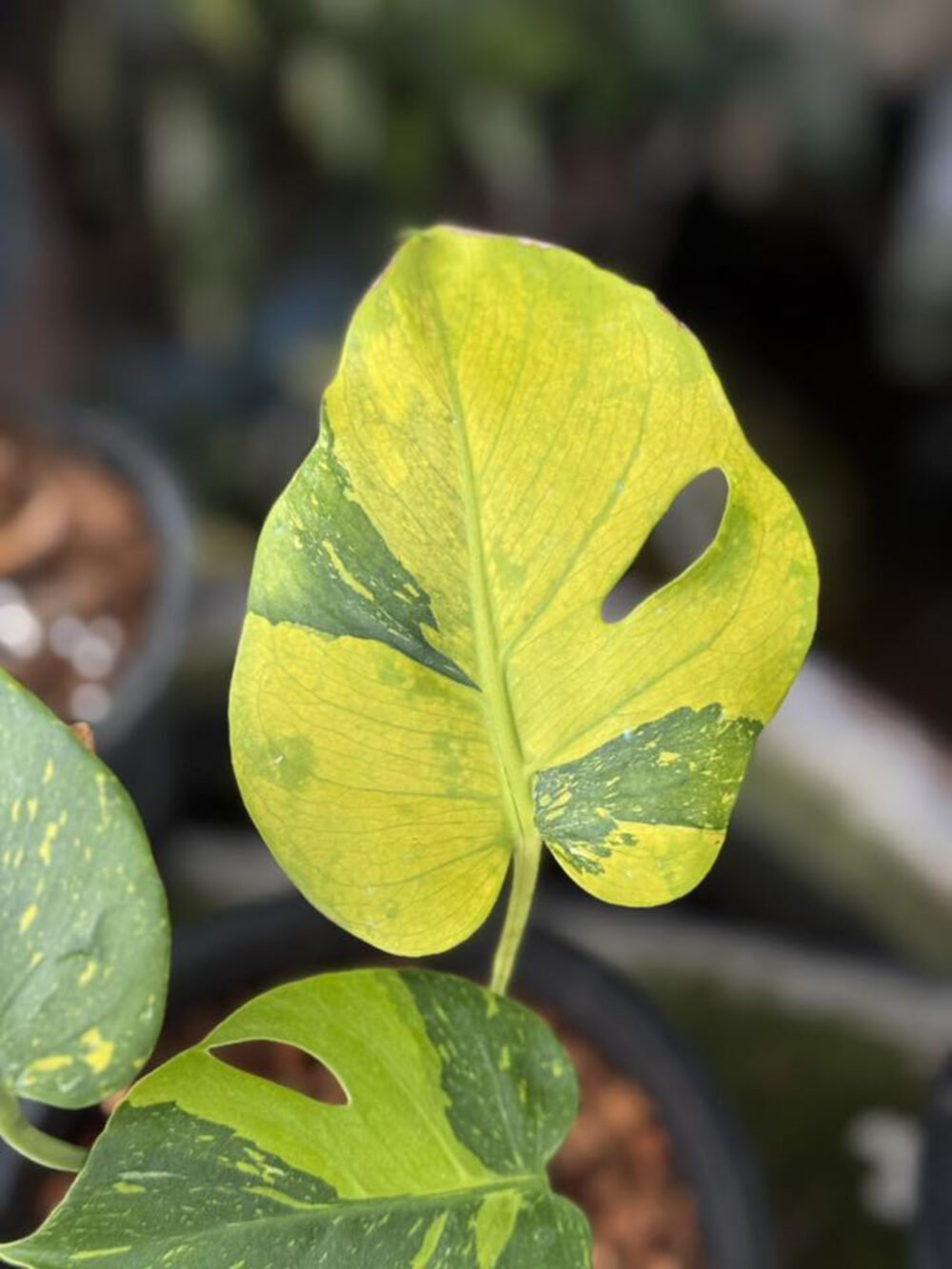 Monstera deliciosa “Thong Kee Ma”, Rare Plant 6" pot - Image 4