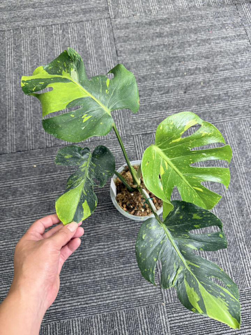 Monstera deliciosa “Thong Kee Ma”, Rare Plant 6" pot - Image 5