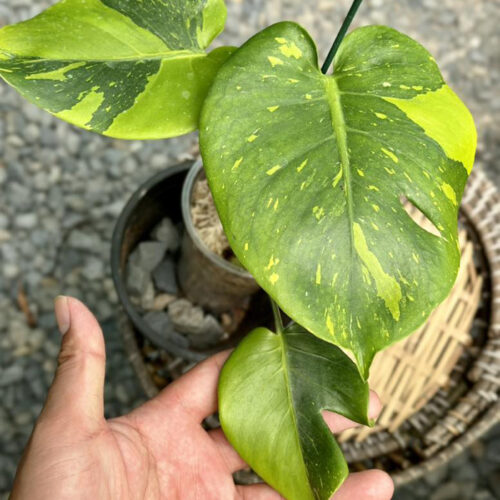 Monstera deliciosa “Thong Kee Ma”