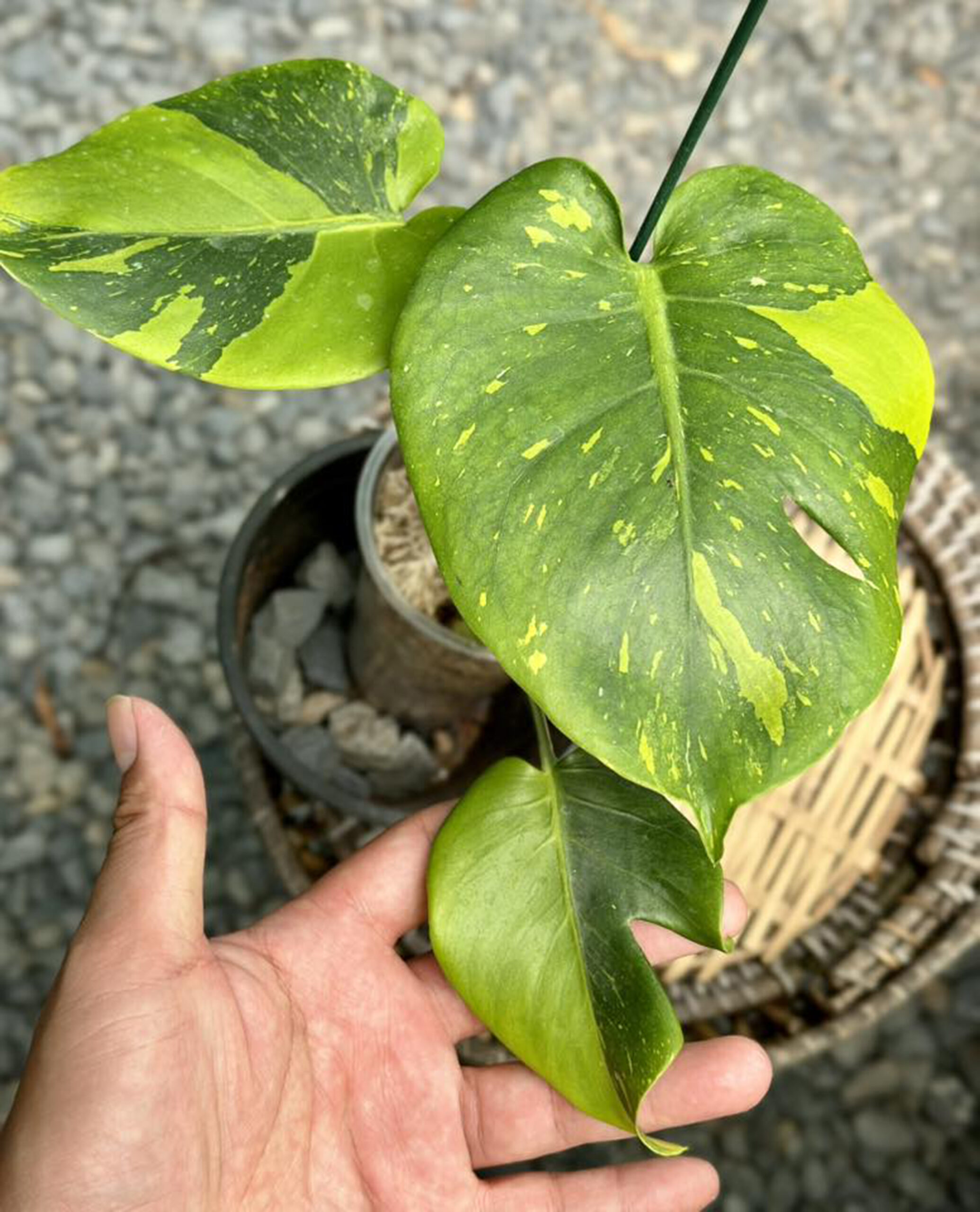 Monstera deliciosa “Thong Kee Ma”