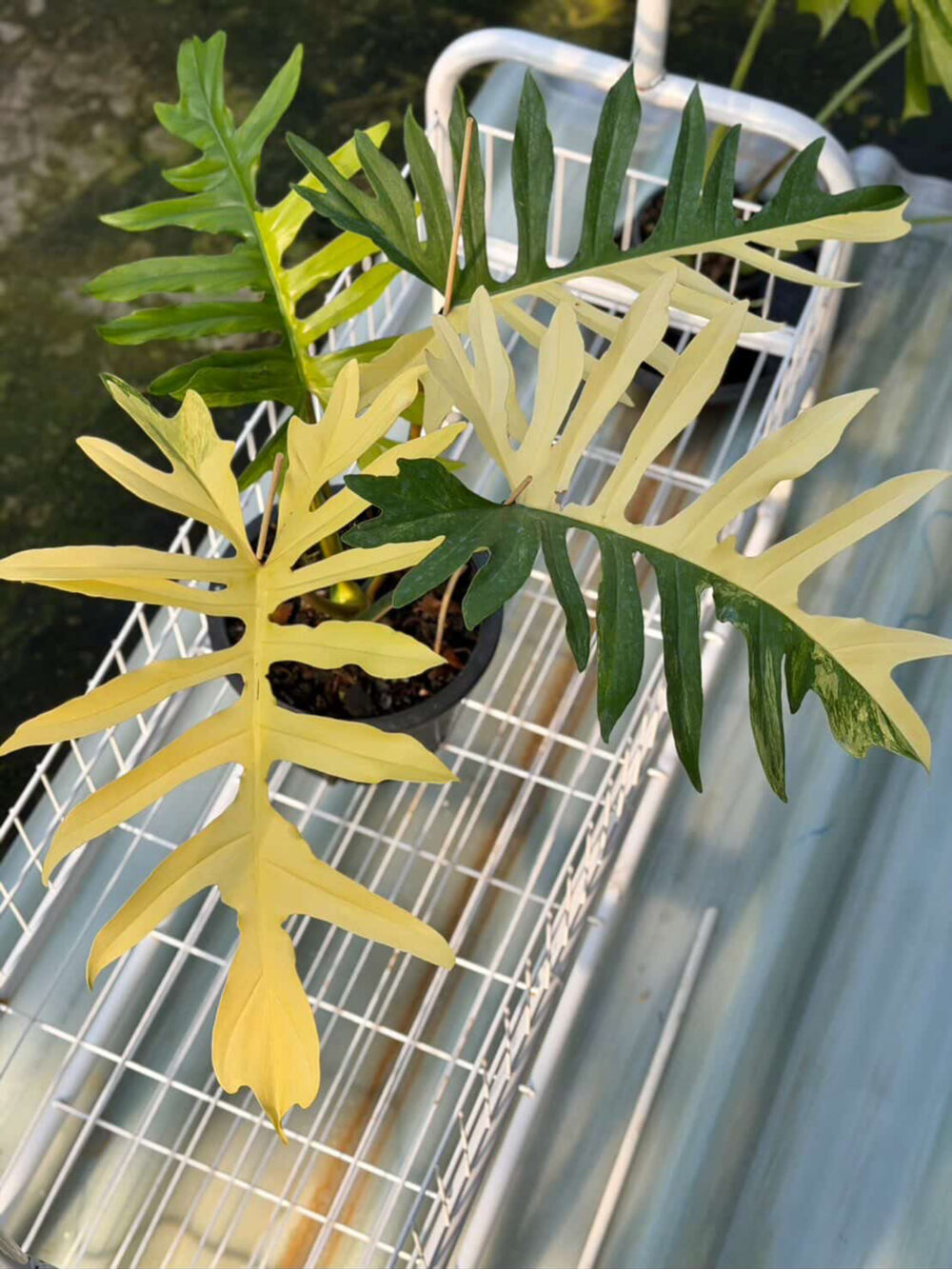 Philodendron (Florida Beauty x Mayoi) x Mayoi Variegated, 6" pot from 3 leaves - Image 4