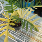 Philodendron (Florida Beauty x Mayoi) x Mayoi Variegated