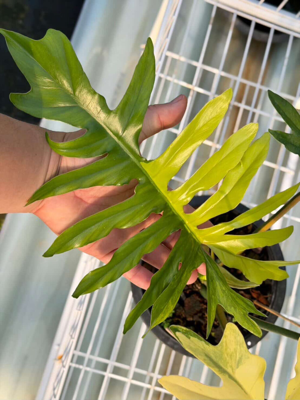 Philodendron (Florida Beauty x Mayoi) x Mayoi Variegated, 6" pot from 3 leaves - Image 3