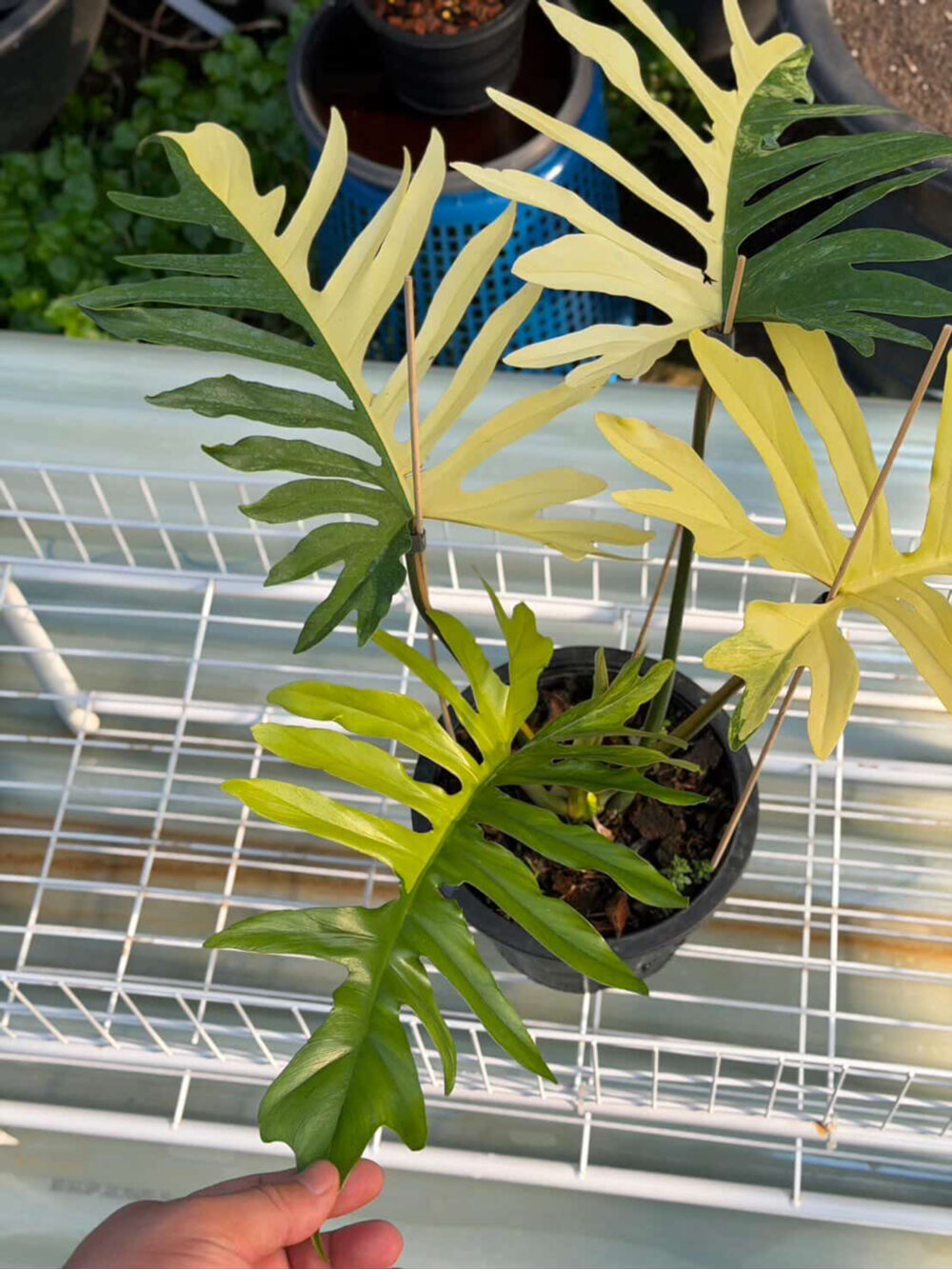 Philodendron (Florida Beauty x Mayoi) x Mayoi Variegated, 6" pot from 3 leaves - Image 2