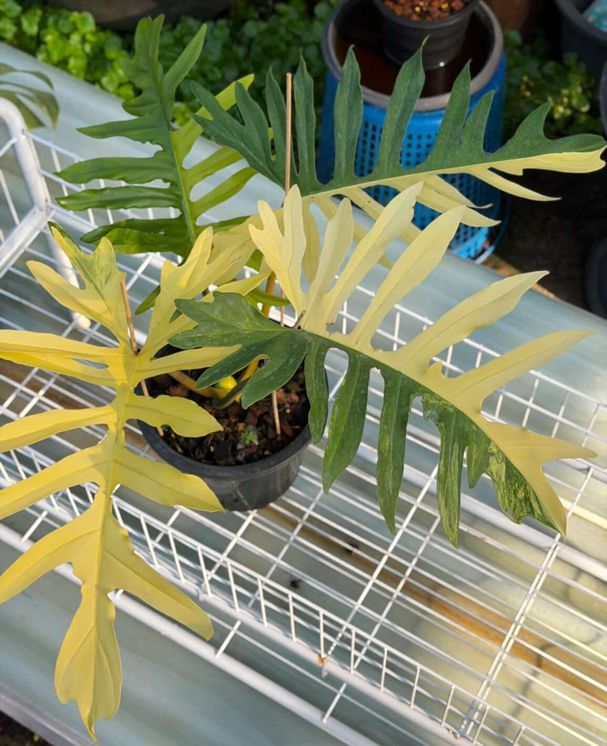 Philodendron (Florida Beauty x Mayoi) x Mayoi Variegated