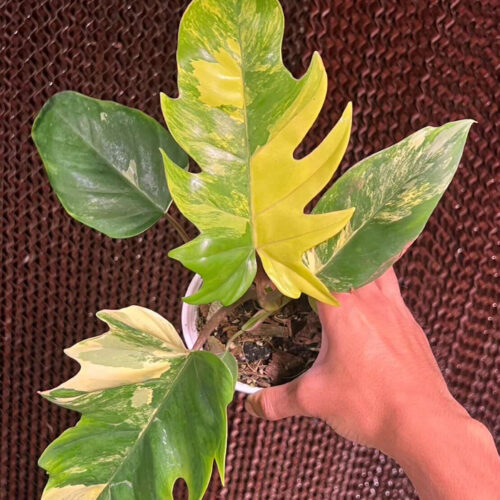 Philodendron (Florida beauty x mayoi) X spider, well variegated, 6" pot from 3 leaves
