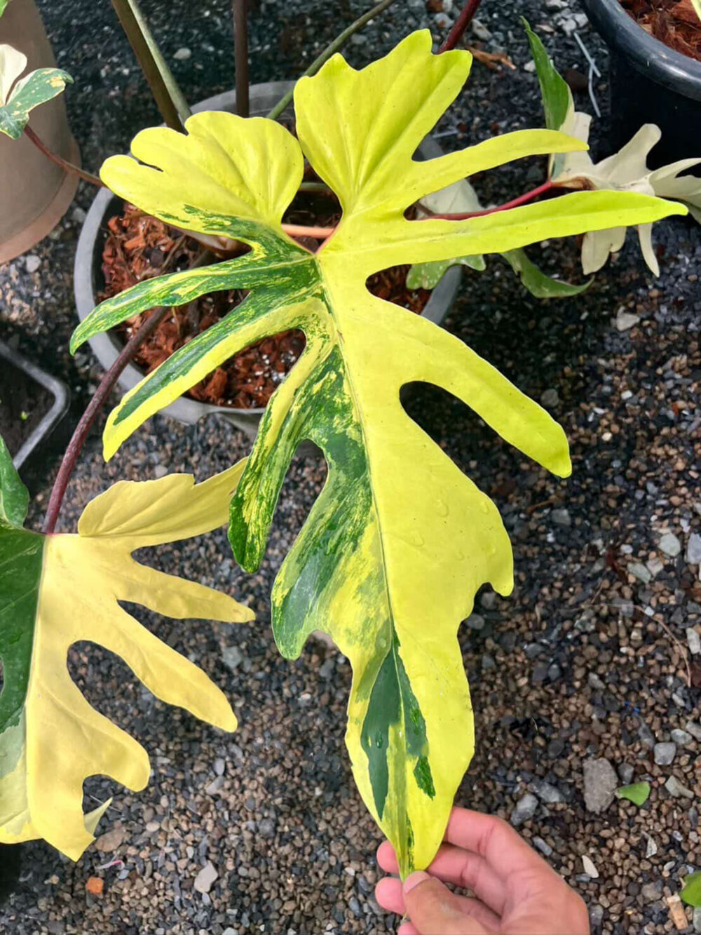 Philodendron (Florida beauty x mayoi) X spider, well variegated, 6" pot from 3 leaves - Image 4