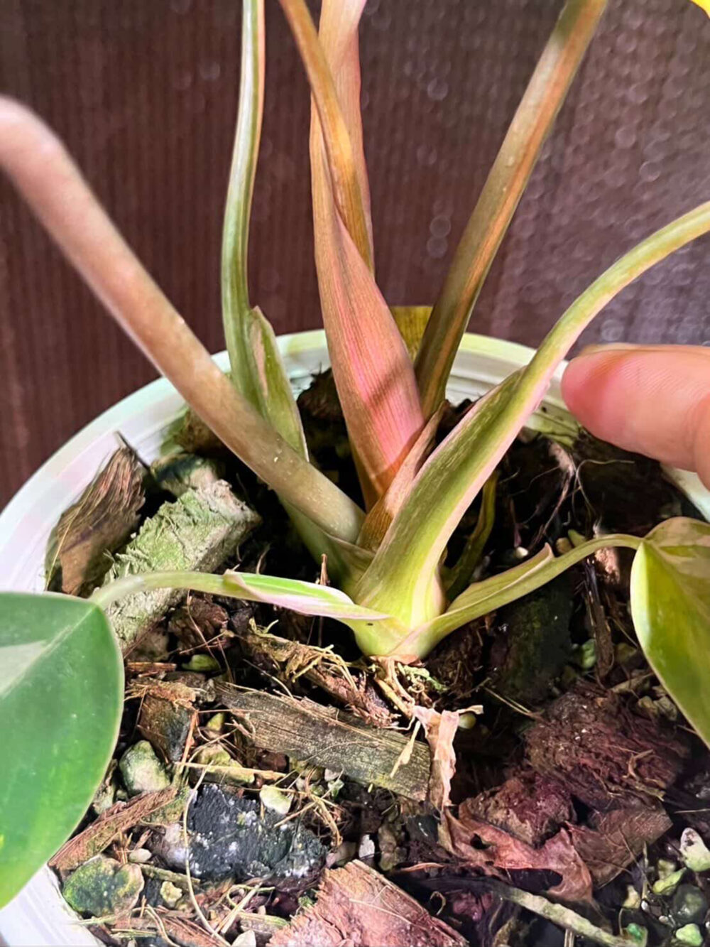 Philodendron (Florida beauty x mayoi) X spider, well variegated, 6" pot from 3 leaves - Image 2