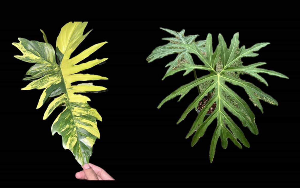 Philodendron (Florida beauty x mayoi) X spider, well variegated, 6" pot from 3 leaves - Image 3