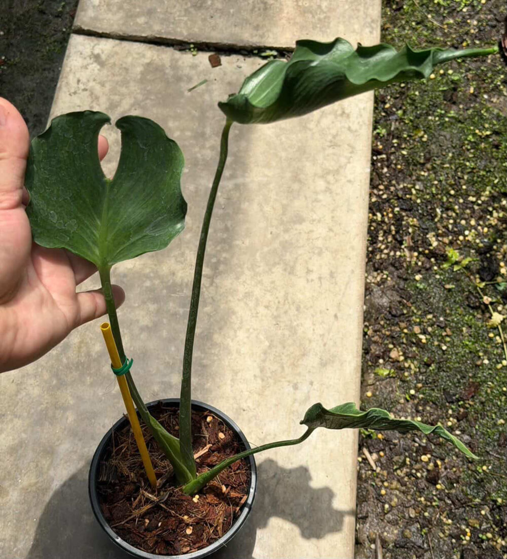 Monstera unniiae Rare Plant 6" pot - Image 3