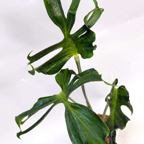 Monstera unniiae Rare Plant 6" pot
