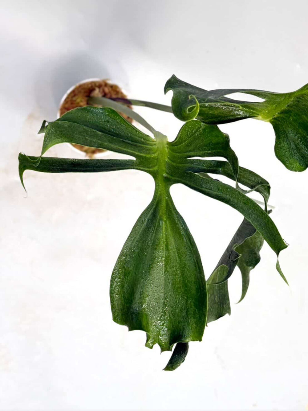 Monstera unniiae Rare Plant 6" pot - Image 2