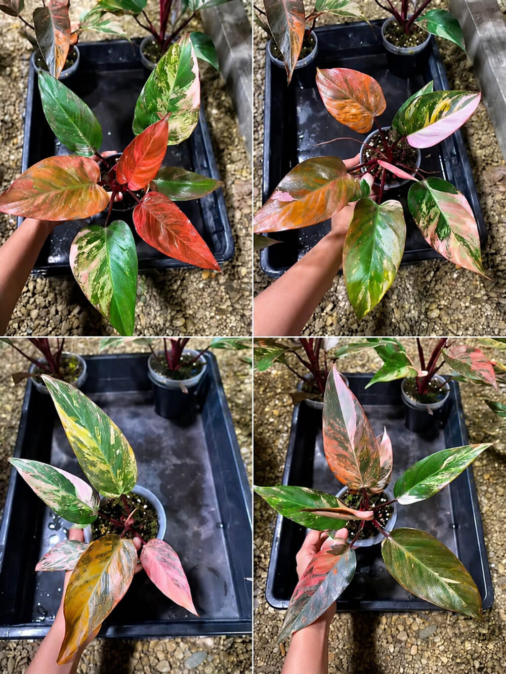 Philodendron Princess Of Fire, Rare plant - Image 3