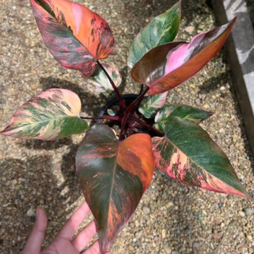 Philodendron Princess Of Fire, Rare plant