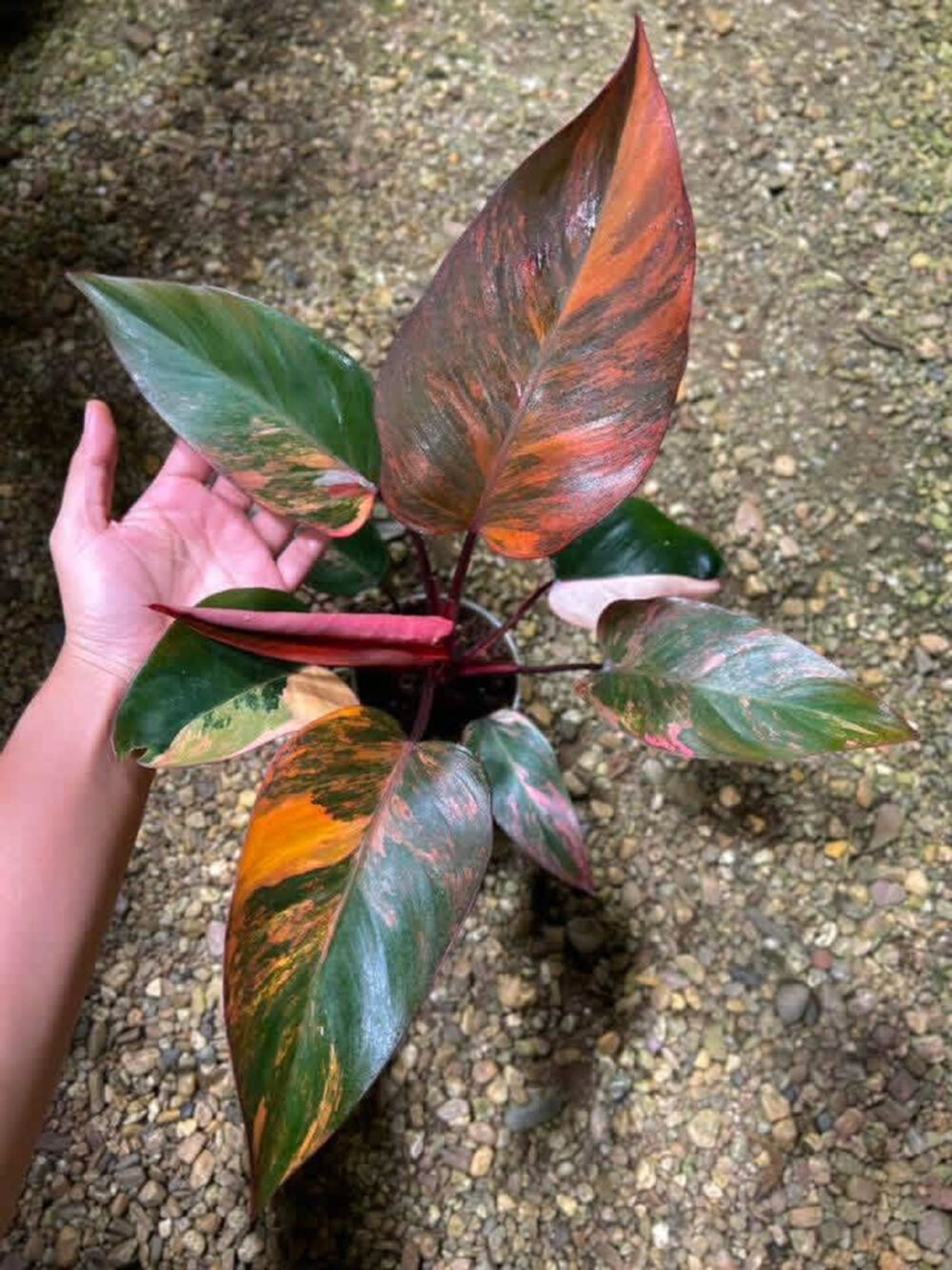Philodendron Princess Of Fire, Rare plant - Image 2