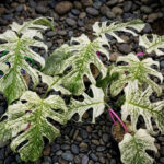 Tissue Culture – Monstera Devil Monster variegated – NEW rare 1 plant