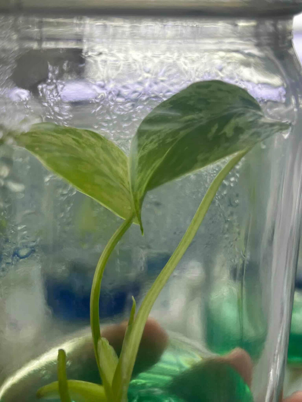 Monstera Devil Monster 8