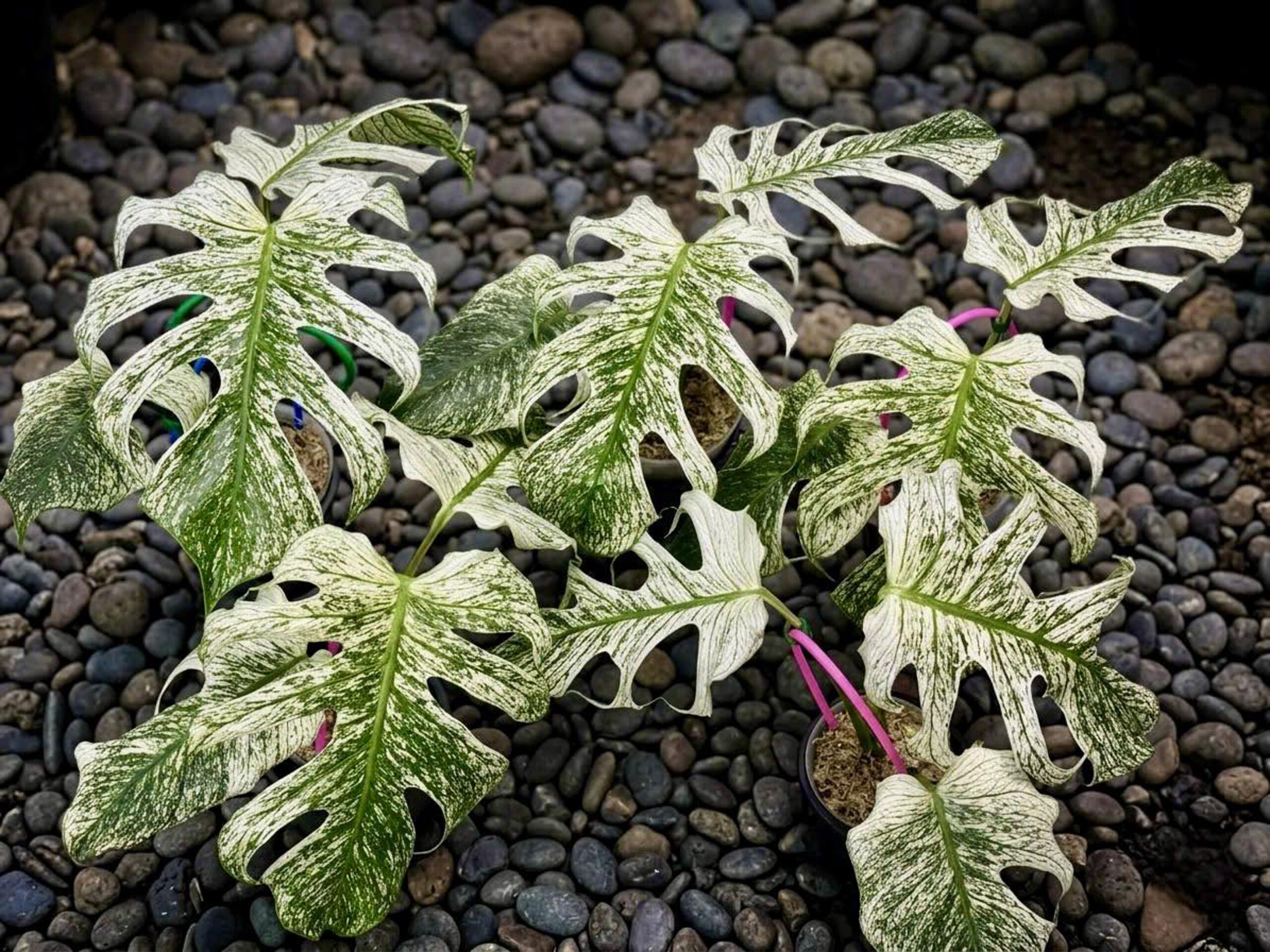 Tissue Culture – Monstera Devil Monster variegated – NEW rare 1 plant