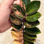 Zamioculcas zamiifolia raven black pink orange variegated 2