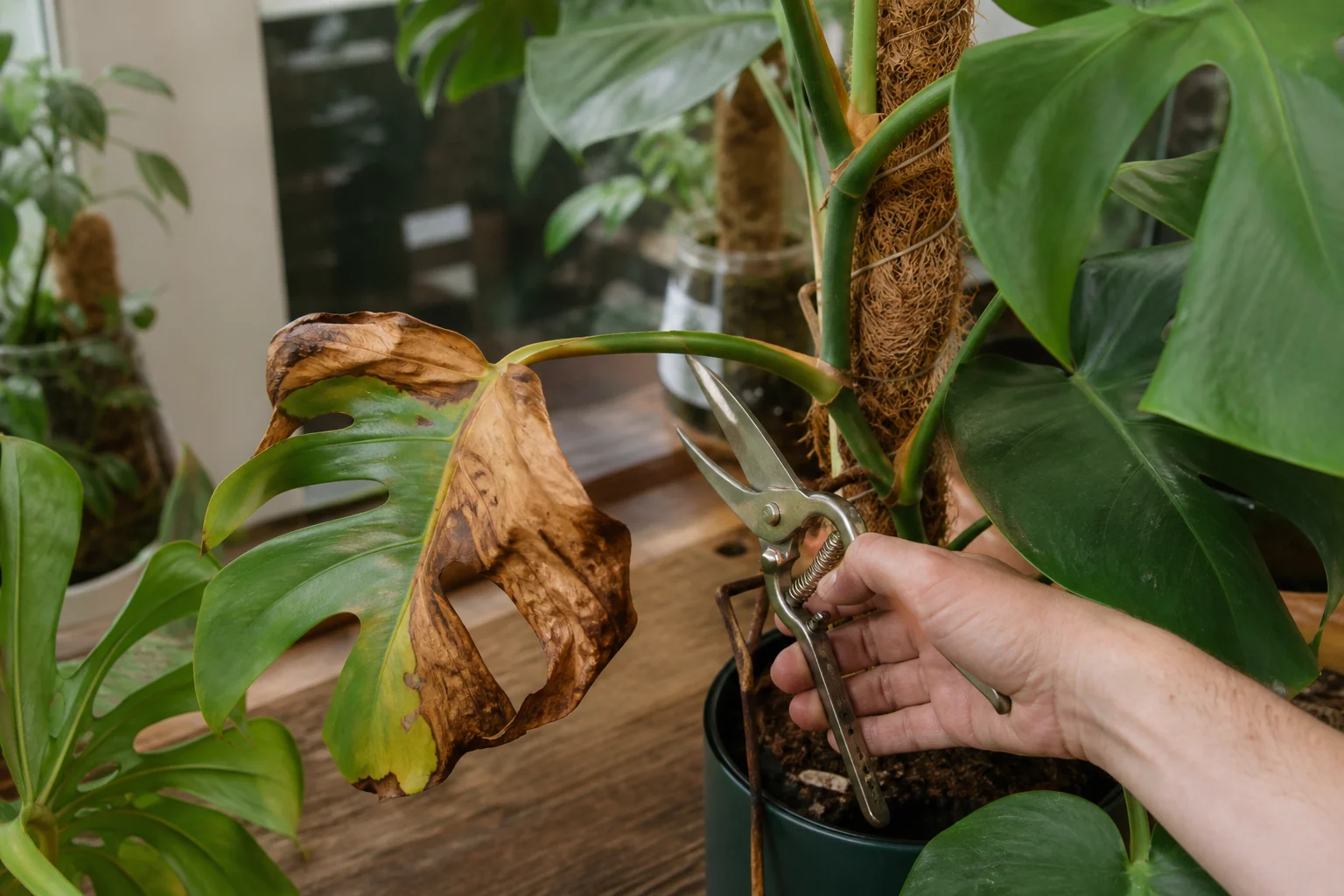 Clean pruning shears positioned around a mostly brown Monstera leaf petiole