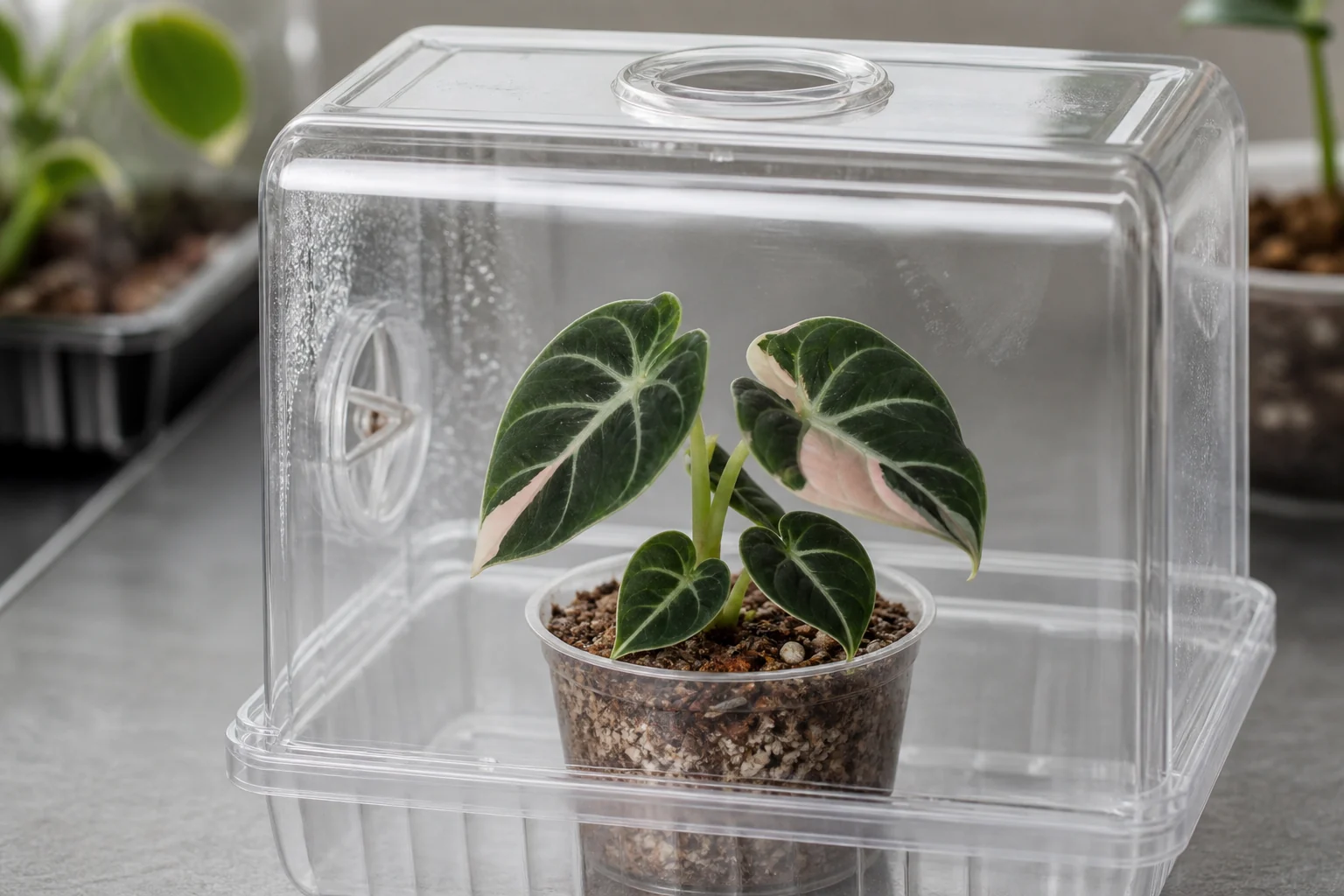 Variegated Alocasia Black Velvet acclimation illustration Illustration of a variegated Alocasia Black Velvet plantlet acclimating in a ventilated humidity enclosure