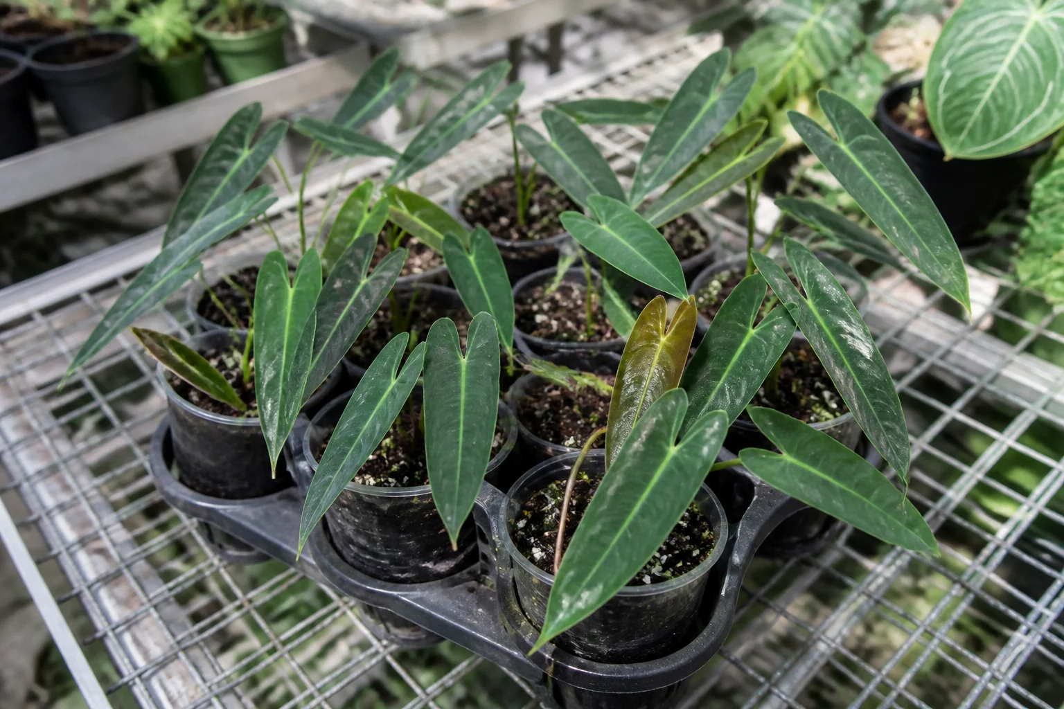 Cultivated Philodendron spiritus-sancti plantlets in a nursery Tray of cultivated juvenile Philodendron spiritus-sancti plantlets in nursery pots