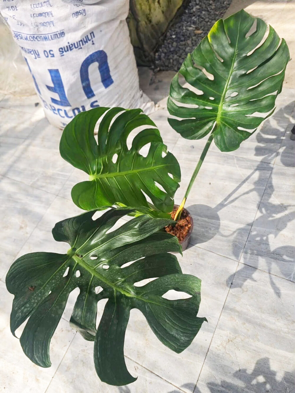 Monstera Deliciosa Tattoo - Jumbo Size exact plant - Image 8